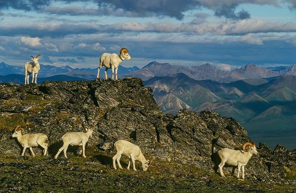 Herd of Dall Rams and Ewes graze on ridge-Denali National Park-Alaska